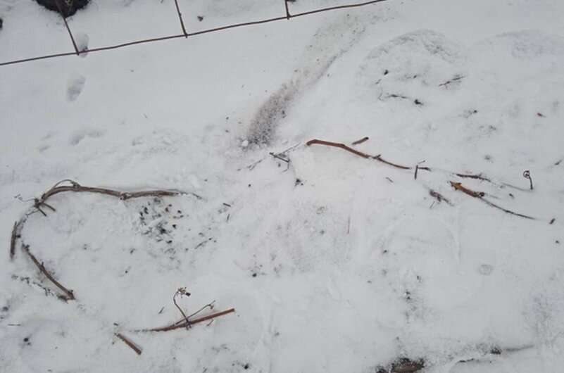 Как сохранить виноградные лозы зимой: простые советы для садоводов