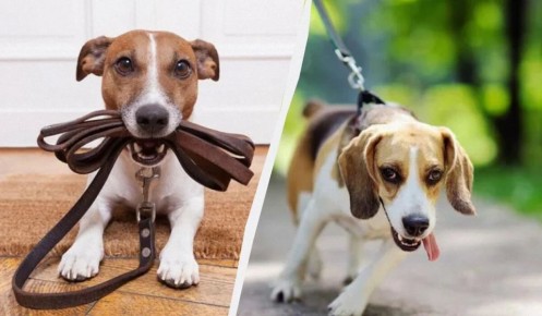 Проблема с поводком: почему собака тянет