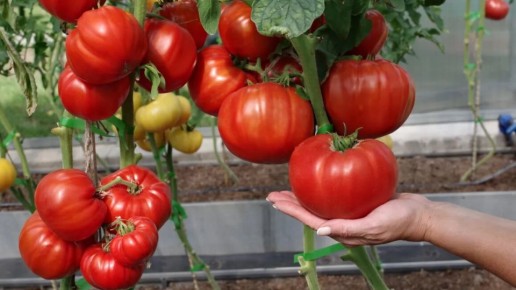 ������������� ������: 6 ����� ��������� ��������� ��������