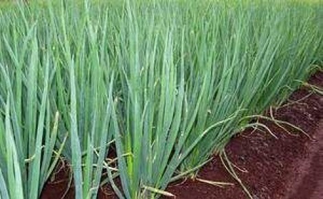 Наблюдение: лук шалот и кущёвка — простое выращивание и практическая польза