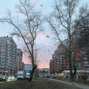 Россиян предупредили о нашествии комаров уже этой весной