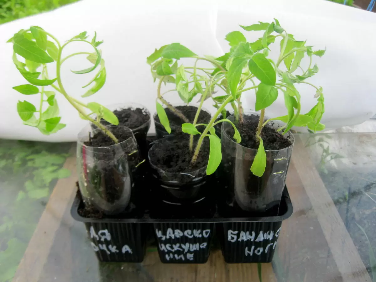 Как спасти вытянувшуюся рассаду томатов с помощью простого метода