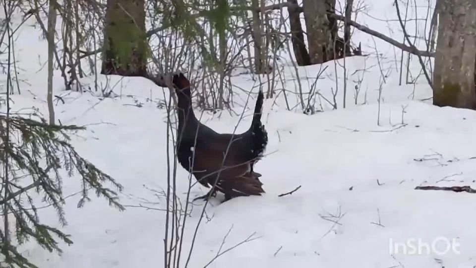 ������ �� ���������� ���: �������� ��� � ���������