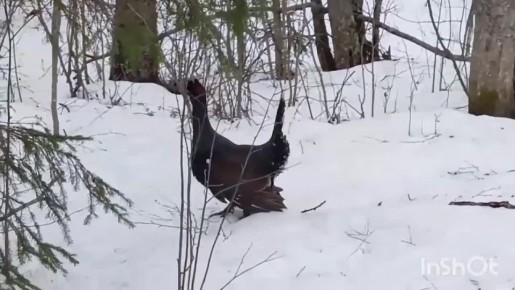 Любовь на глухариный лад: весеннее шоу в Кенозерье