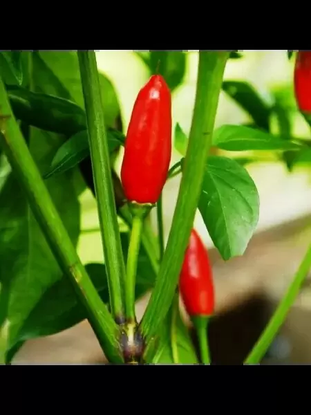 Перец пири-пири: как вырастить острую красоту на своем участке
