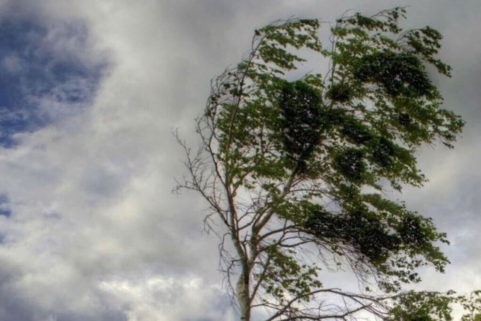 �� ���������� ��������� ����, ����� � ���� 8 ������ � ������������ ��������� �������� ������-���������� ����� �������� 15-20 �/�