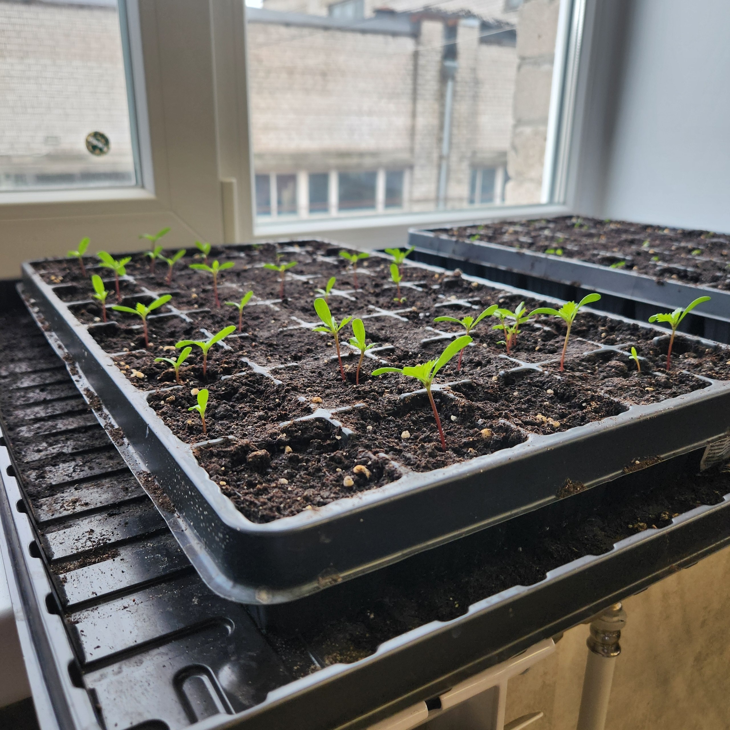 Не изменяя доброй традиции, @club181586528 (Группа управляющих компаний Варавино Фактория) выращивает рассаду цветов для жильцов обслуживаемых домов