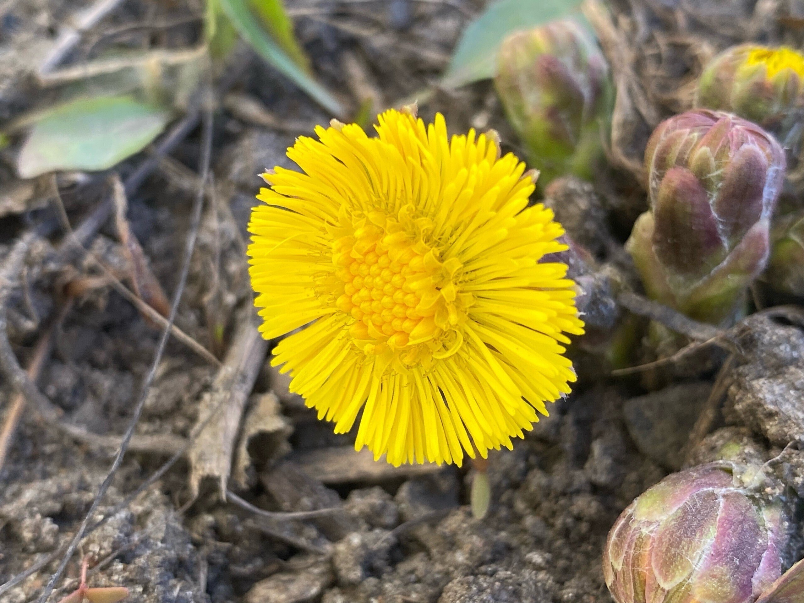 Доброе утро.. В Архангельске уже замечена мать-и-мачеха) Рассказываем, почему это самый первый цветок весны? Все просто: