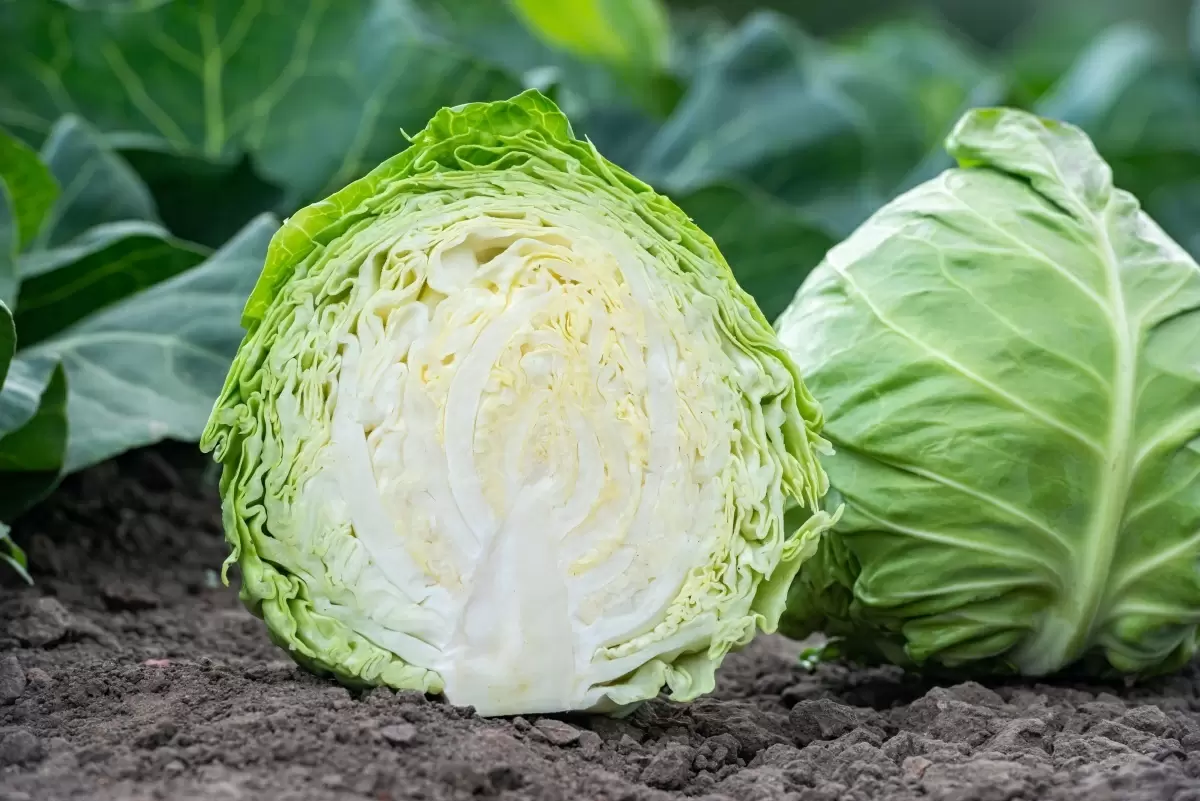 Капуста как идеальный овощ для похудения