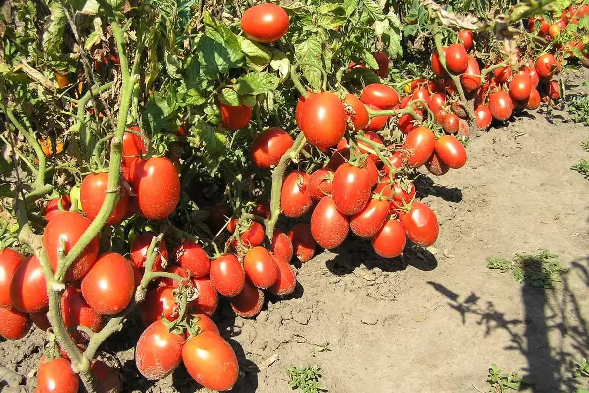 7 распространенных ошибок в удобрении рассады томатов, которые стоит избегать