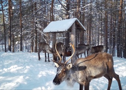 ���������� ����� � �����������: ���� ������� � ����� �������