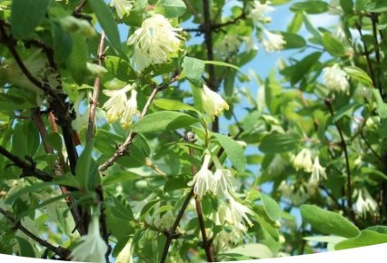 ���������: ������� � ������ ��� ������ ����