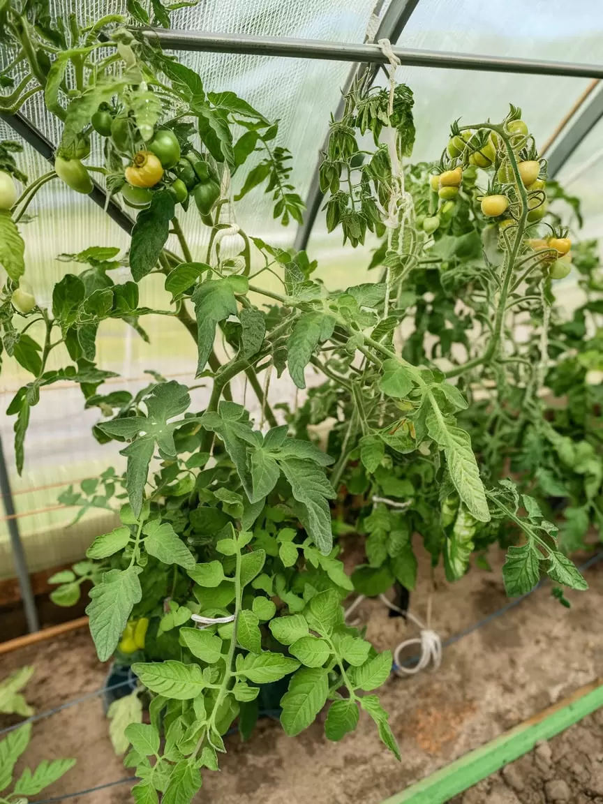 Томаты не плодоносит? Откройте для себя секреты ускоренного урожая