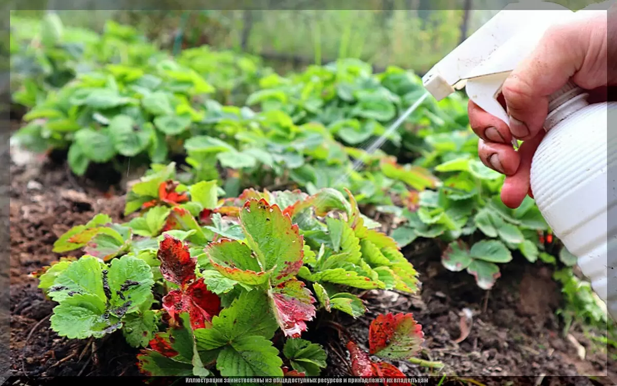 Как правильно заботиться о клубнике после сбора урожая