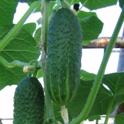 ������ �������: ������������� ������ � ������� ������ � ��������� ���������