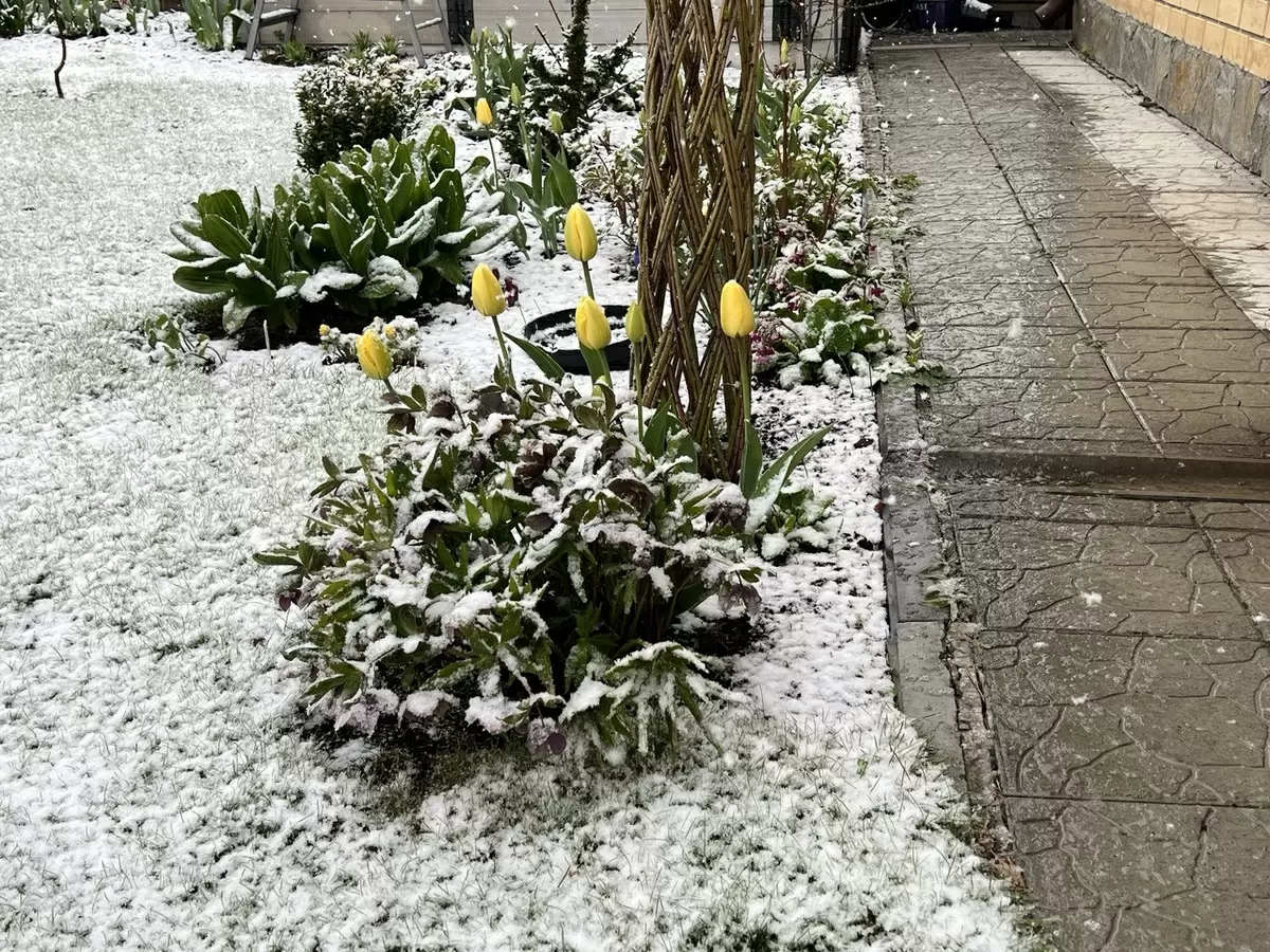 Как защитить сад от весенних заморозков: полезные советы