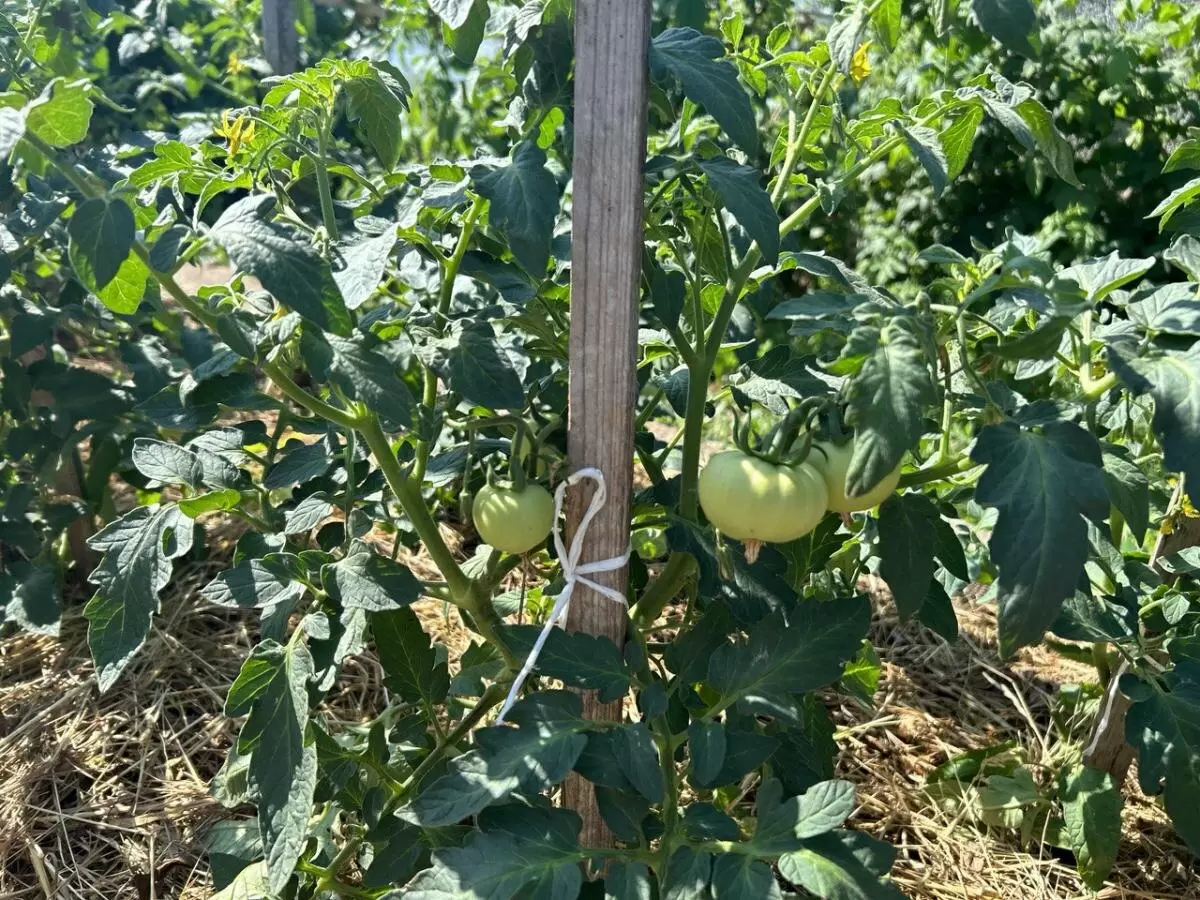 Как избавиться от мух с помощью обычных помидорных веток