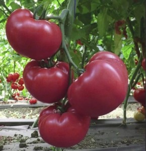 Томат Пандароза: революция в мире садоводства