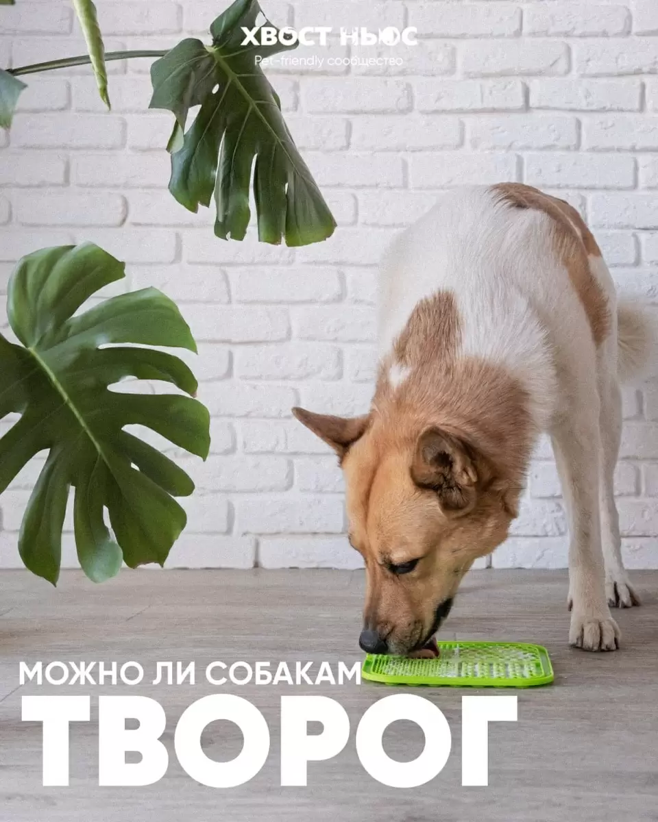 Творог для собак: можно ли кормить питомца этим продуктом?