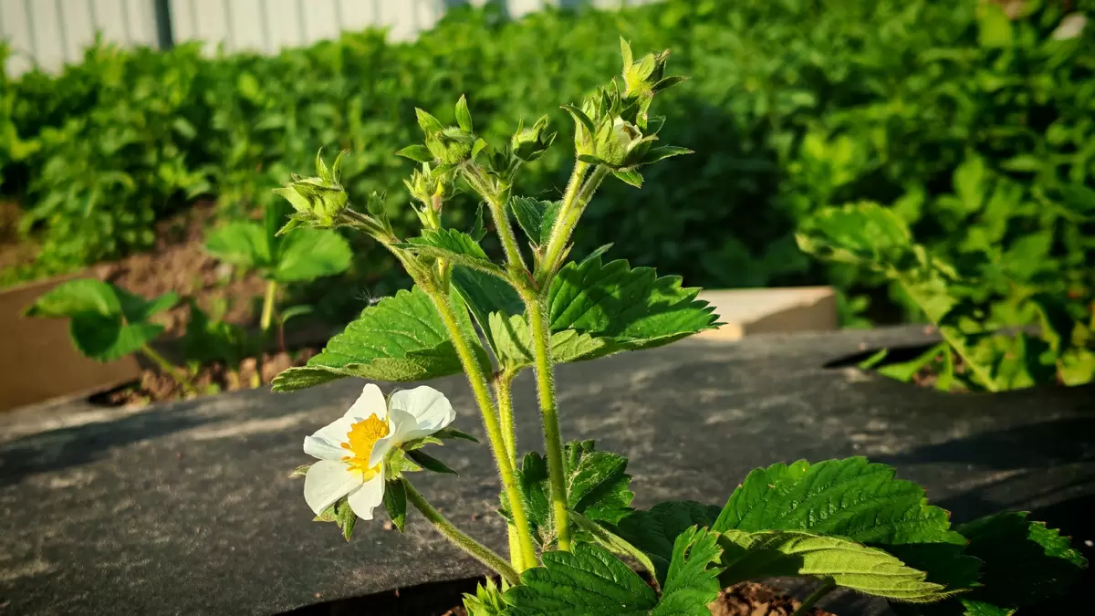 Необычные секреты зимовки клубники: как сибирская технология спасает урожай