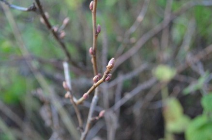 Как правильно обрезать черную смородину весной для максимального урожая