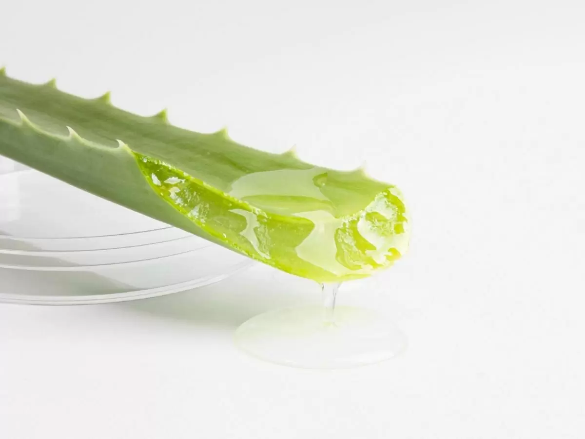 Эффект зеленого лекарства: как комнатные растения улучшают здоровье и атмосферу в доме