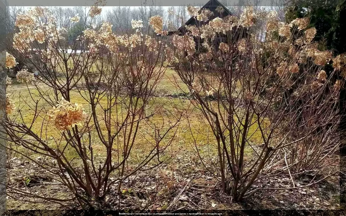 Как ухаживать за гортензиями весной: советы для цветущего сада