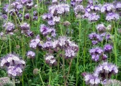 �������: ������� ������ ��� ������ ����