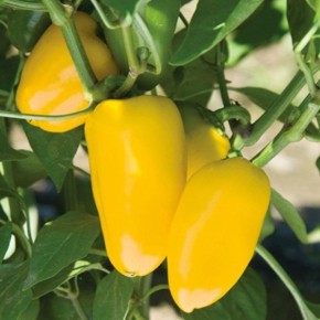 Перец Галатея: универсальный сорт с яркими плодами и стабильным урожаем