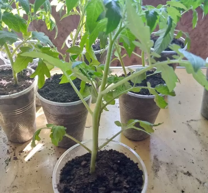 Почему скручиваются верхушки томатов: три неожиданные причины