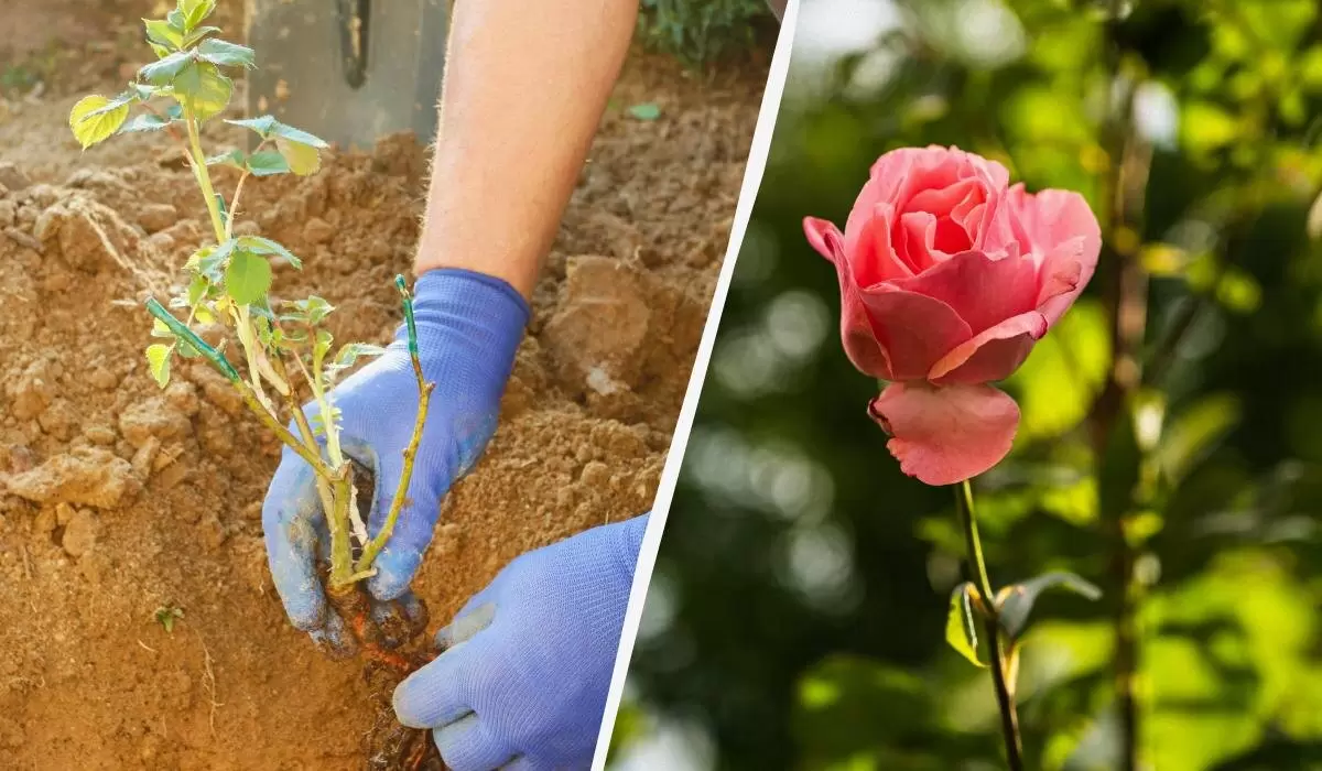 Как правильно высаживать розы весной: советы садоводов и народные приметы