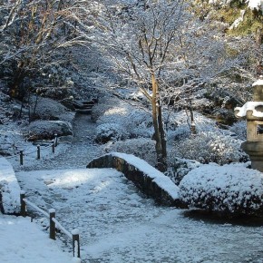 Как правильно обрезать деревья в зимний период: секреты успешного ухода за садом