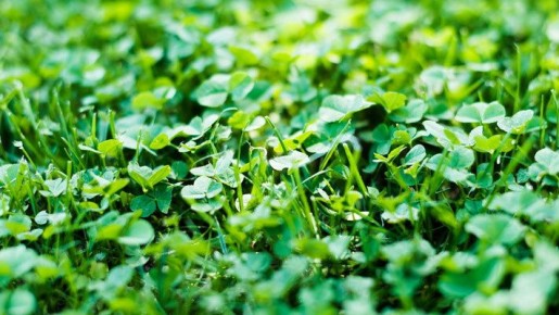 Как осенние сидераты восстанавливают почву: секреты успешного картофелевода