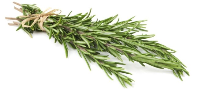 Розмарин – источник молодости и ясности ума