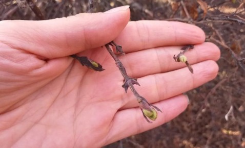 Эффективные методы обрезки жимолости