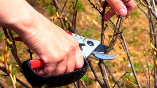 Ошибки обрезки кустарников весной: как избежать потерь урожая