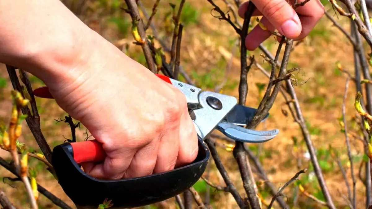 Ошибки обрезки кустарников весной: как избежать потерь урожая