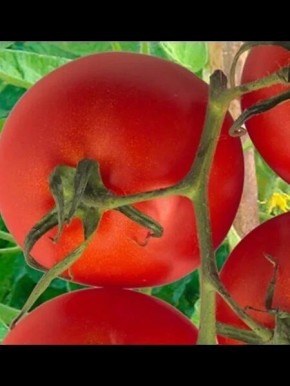 ����� ������: ������� �������� ������ � ����������� �����