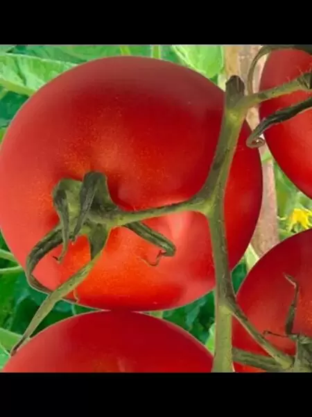 Томат Нафаня: секреты богатого урожая и особенности ухода