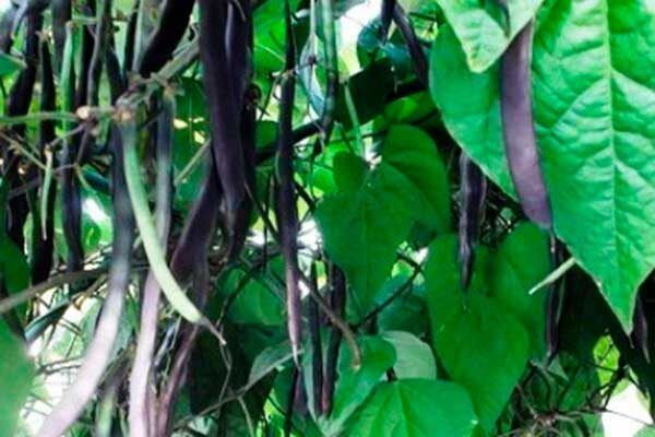 ������ ���������: ������� ��������� ��� ��������� ������