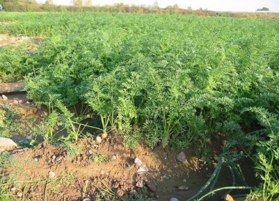 ��� �������� ������������� ������ �������: ������� ��������� ������� ��� �����������