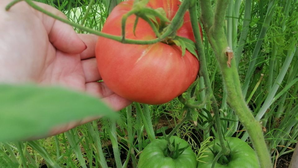 ���������� ������������� ������ ��� ������ ������