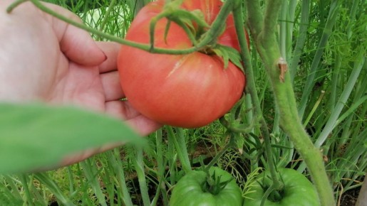 Выращиваем неприхотливые томаты без лишних хлопот