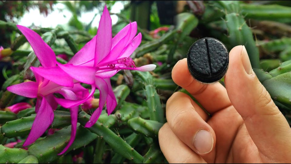 ��� �������� ������� �������� ����������: ���� �������� ������