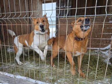 Помогите обрести дом четвероногому другу!