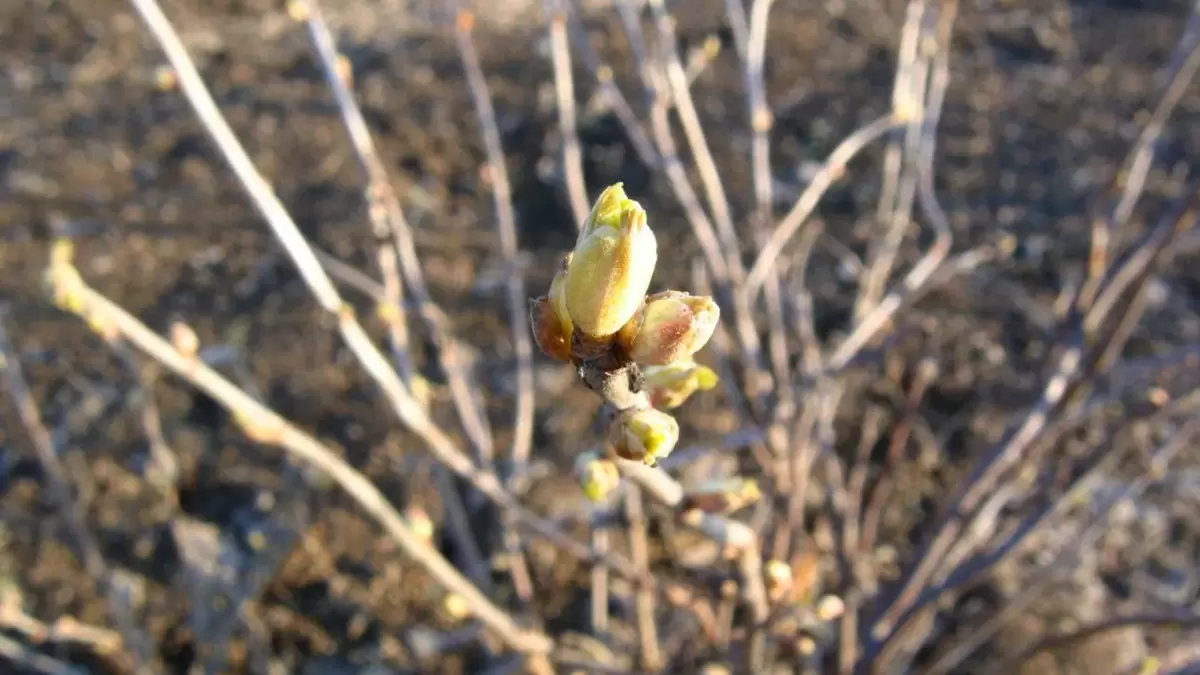 Весенние секреты смородины: как увеличить ягоды в три раза
