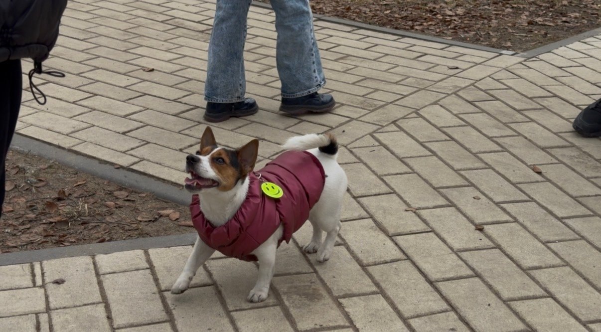 Ваш пёс — не просто друг. Он ещё и невидимый участник дорожного движения Ваш пёс — не просто друг. Он ещё и невидимый участник дорожного движения