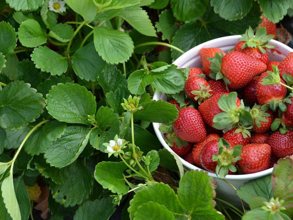 ��� ������� ��������� ������� ��� �������� ������������ ������ ��������