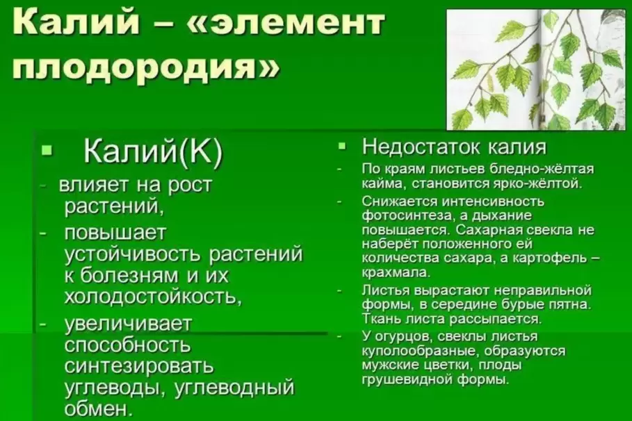 Секреты богатого урожая: Как добиться идеального баланса магния и калия в огороде