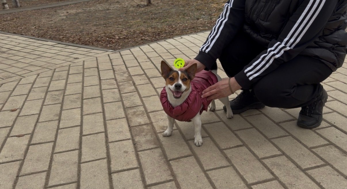 Ваш пёс — не просто друг. Он ещё и невидимый участник дорожного движения Ваш пёс — не просто друг. Он ещё и невидимый участник дорожного движения